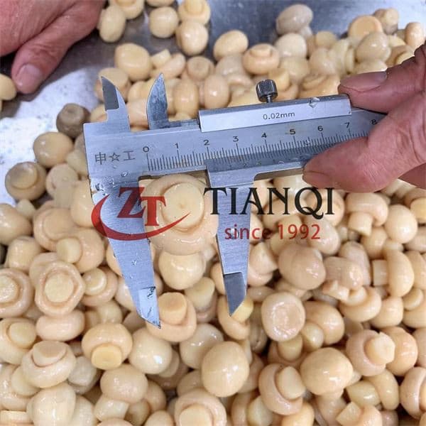 Производство грибов в барабаны