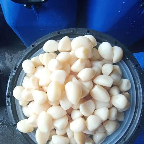 Маринованный чеснок нового урожая в рассоле