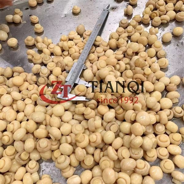 Свежие целые грибы в рассоле в синих барабанах, высокая питательная ценность, высококачественная зеленая еда