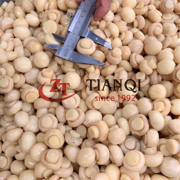 Безупречное качество соленых шампиньонов в бочке 48 кг, китайская заслуживающая доверия компания