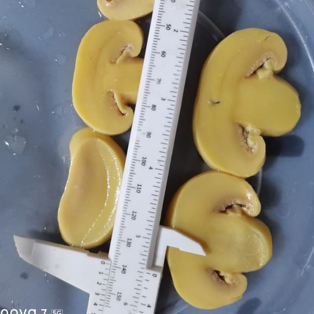 Грибы высокого качества в рассоле в бочке