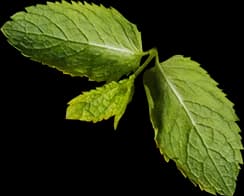 ZHANGZHOU ZHENTIAN FOOD